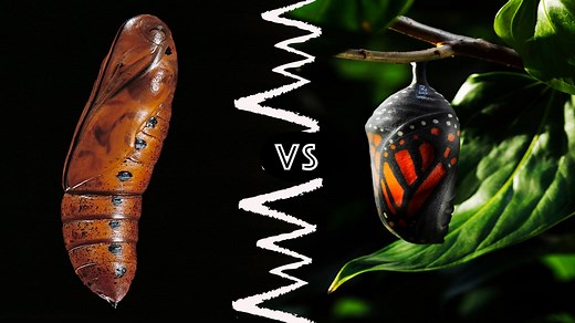 Chrysalis vs. Cocoon vs. Pupa: What’s the Difference?