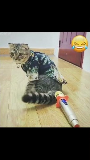 Cat Fart So Hilarious, Funny and Cute