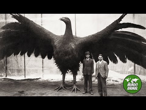 TOP 10 Aves MÁS GRANDES del mundo