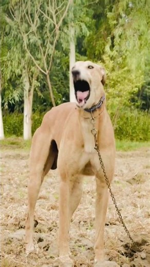 Why Is This Greyhound Barking Like This? 😱 #dogs #greyhound #huntingdog #barking #wildlife #shorts