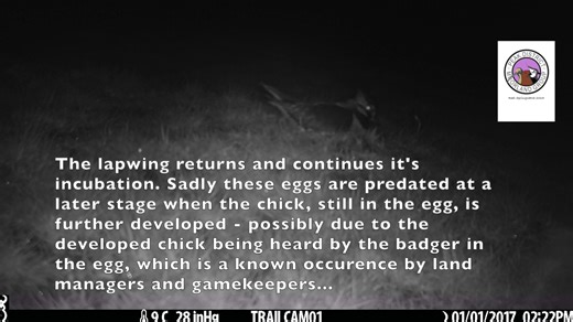 Day 7 Real Springwatch 2024 Yesterday we shared historical evidence of a badger eating 4 lapwing eggs. Today we share a badger sniffing into an egg cup but not eating the eggs, the lapwing is seen shortly afterwards returning to the nest and continuing the incubation. Sadly this was shortlived as this nest too ended up predated just at the hatching, or chipping, stage of the incubation period. This is a well documented trait of mammals observed by land managers and gamekeepers - the sound of the