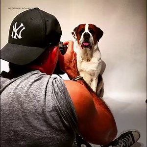 31M views · 258 reactions | A fashion photographer is helping shelter dogs find homes by photographing them for free | In The Know | Facebook