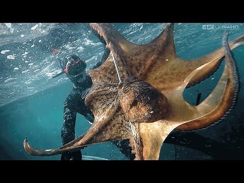 Giant Octopus 7,2Kg - Chasse sous marine - Gros Poulpe