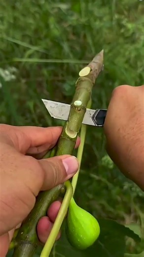 The Only Grafting Technique You Need #gardening #farming #plants
