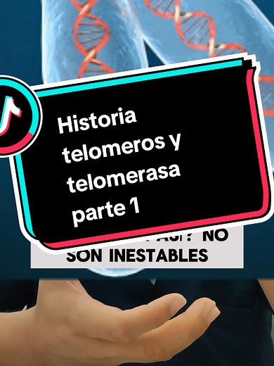 Historia del descubrimiento de los telómeros y la telomerasa — Parte 1