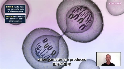 【中英字幕】IGCSE 生物 Biology - Sexual reproduction (16.2)