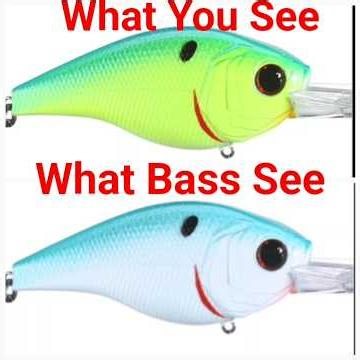 What largemouth bass see. Blue/yellow colorblind called Tritanopia. #fishing #fish #bassfishing