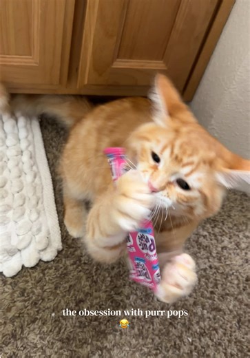 Understanding Typical Orange Cat Behavior and Playfulness