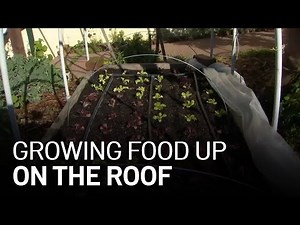 Urban Farming: How Rooftop Gardens Are Feeding Families and Helping the Planet