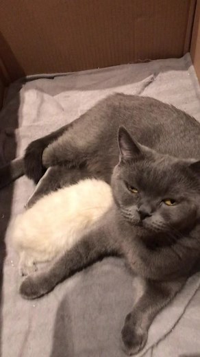 Don't Touch My Kitten: A Cat's Protective Instincts