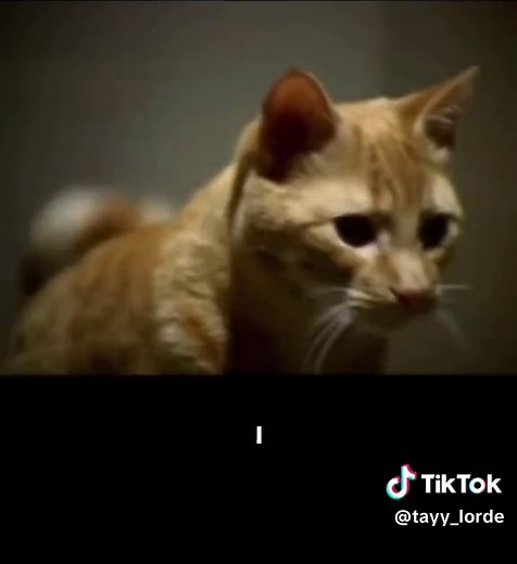 ✨anyone genuinely scared of house hippos in the 90s because of this commercial?✨ . . . #ithinkimgonnadieinthishouse #northamericanhousehippo #canadiancommercial #90scommercial #trend