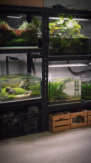 12K views · 185 reactions | Aquascaping room tour. Very different ambiance to the home office. Here I’m able to keep my larger aquascapes and can run filters and air pumps without noise being an issue. Water changes are a breeze since I can refill all the aquariums with the garden hose. All my planted tanks filled with shrimp and your classic fish like your tetras, danios and guppies. #fishroom #aquascapes #plantedtank #natureaquarium | Qball Aquatics | Facebook