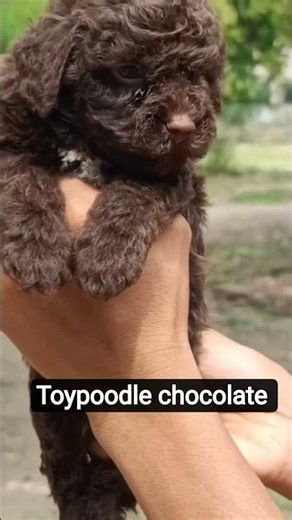 Premium Chocolate Poodle 🐾 Limited Puppies Available