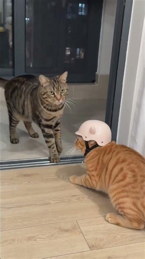 Crazy Cat Explosion! Meet Our New Feline Star