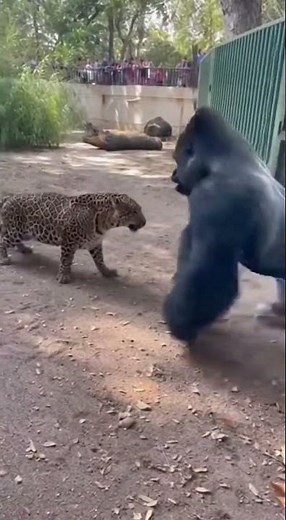 Gorilla Steps In as Leopard Rushes Zookeeper | Real Wildlife Rescue 🦍🐆