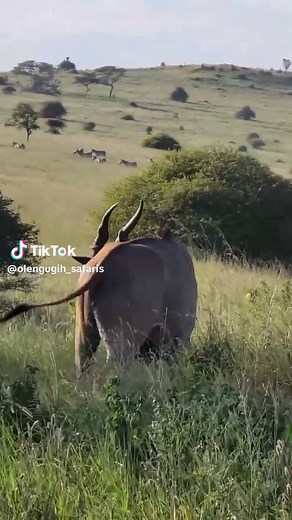 Discover the Giant Eland: Largest Antelope Species
