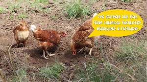 17 reactions | Our delicious organic eggs are laid by happy chooks on farms with a maximum outdoor density of 1500 hens per hectare. Our chooks are free to roam, perch, and play on certified organic paddocks for a minimum of 8 hours per day. Eggsplore more about our Organic Range at https://www.sunnyqueen.com.au/products/organic/ or via the link in our bio! #organicawarenessmonth #makeeverydaysunny #organic #eggs #hens | Sunny The Egg | Facebook
