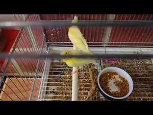 Élevage chardonneret Canaris Roselin du Mexique