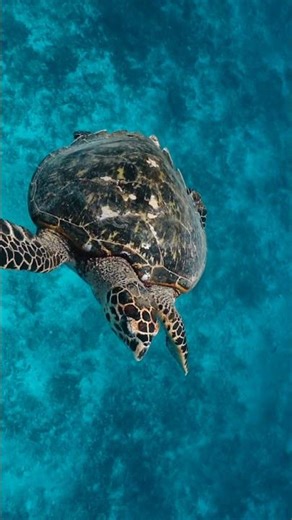 Oceans in Ultra Clarity 🌊 #8k #cinematic #ocean #4k