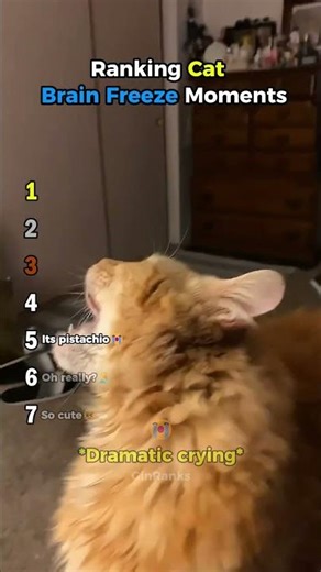Ranking Funniest Cats Brain Freeze Moments