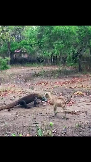 BlackCatShop on TikTok