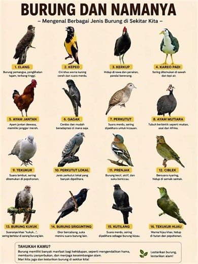 Jenis Burung dan Namanya dalam Bahasa Indonesia