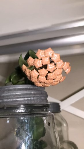 12M views · 142K reactions | New Hoya carnosa ‘Compacta’ time-lapse. #timelapse #cheekyseedlingtimelapse #shotoniphone #hoya #viral | The Cheeky Seedling | Facebook