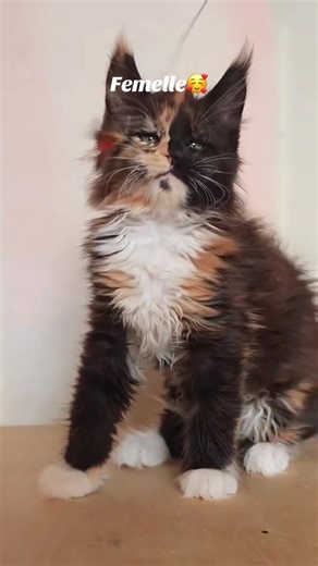 Chat calico à face bicolore.#maincoonlovers#maincoonkittens#Cats