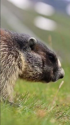 Olympic Marmots Thrive: An Unforgettable Glimpse into Their Mountain Life 🏔️