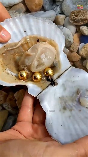 how Oysters make pearls. #tamil #facts #shorts