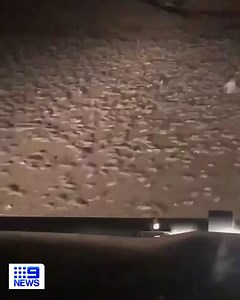 Don't like mice? Look away now... Rural communities across eastern Australia are grappling with a mice plague as consistent rainfall leads to an explosion of rodent numbers. About the infestation: http://9Soci.al/I6g630rzgSu #9News | Nightly at 6.00pm | 9 News