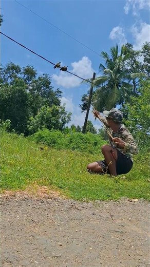 still the same, catching animals using simple tools #shortvideo