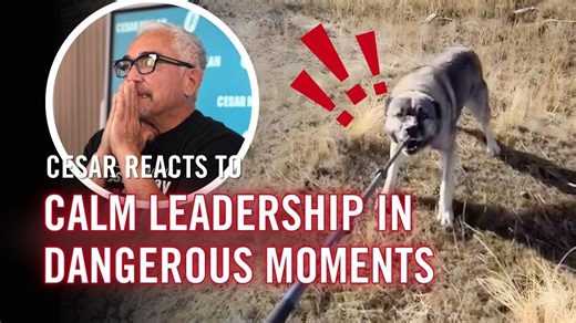 What looks like chaos on a walk is often just fear, confusion, or misplaced energy. From planning safer neighborhood routes for reactive dogs, to calm leadership in high-risk encounters, this video shows how energy, not force, determines the outcome. It may look intense, but these moments reveal something essential: dogs don’t respond to strategies alone, they respond to calmness, confidence, and clarity. When humans slow down, observe, and lead with purpose, even the most stressful situations c