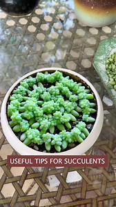 3M views · 10K reactions | Helpful tips for your succulents 華 | Succulents | Facebook