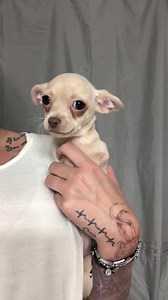 9.4K views · 835 reactions | Fact: Nilla things I’m crazy! And I am. Tonight I removed her sutures by myself, one handed, using my left hand AND normal scissors because I’ve misplaced my suture removal scissors. She’s good as new and once her wheels come in she’ll be flying through sunny California! | Panda Paws Rescue | Facebook