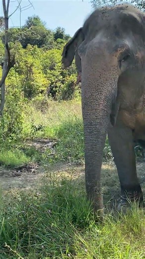 Rescued Elephant Life | Rescued Giants Living Free in Cambodia’s Forest Sanctuary