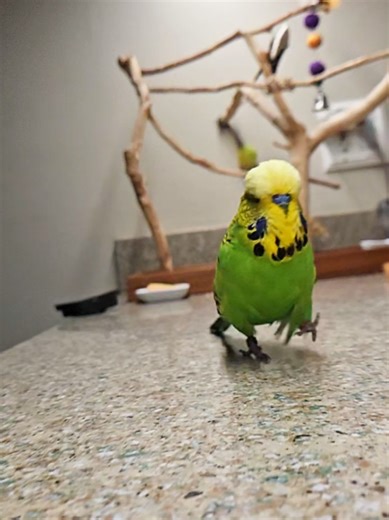 Charlie the Parrot's Epic 67-Second Run
