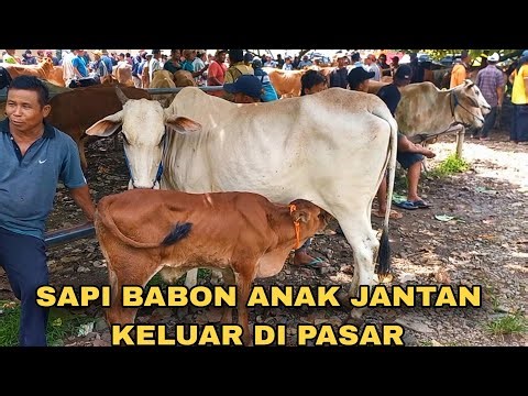 HARGA MURAH EKONOMIS SAPI DIPASAR‼️🔥🔥🔥