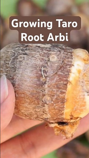 Taro Triumph: Growing & Harvesting Nutritious Taro Roots in Containers!