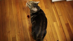 Swedish phonetics expert and cat lover Susanne Schötz has developed a program to analyze and interpret cat meows. Here's what she had to say about these four cats. | Washington Post