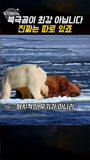 북극에서 제일 무서운 건 북극곰이 아닙니다