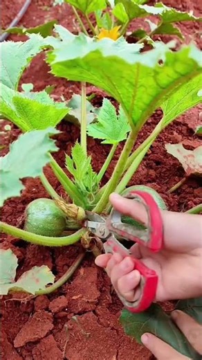 St 0979780 mini rotary tillage and ridging all-in one tree 🌲 short view #subscribe