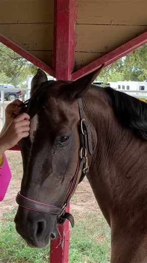 Braiding Our Horse's Mane and Tail #horses #equestrianjourney
