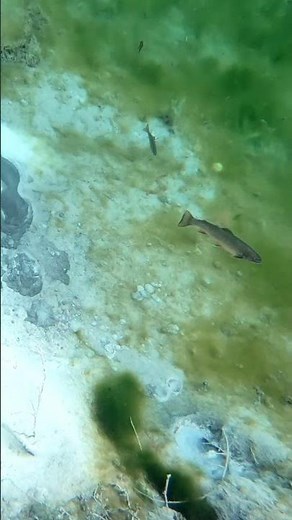 Underwater Shot in Crystal Clear Spring 💧 #underwaterworld #underwater #fish