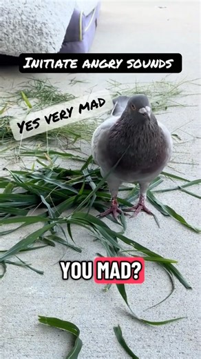 Conversations with an angry pigeon #pigeon #parrots #pigeonlover