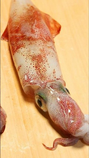 ​釣った翌日なのにまだ動いてる！？究極のイカ刺し #ケンサキイカ #刺身 #魚の捌き方