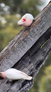 9.9K views · 369 reactions | ⭕️ Save Help and Protect Endangered...