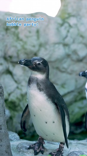African Penguin Bubble Rave at Mystic Aquarium