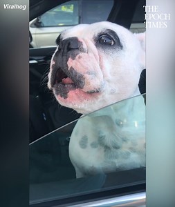 37K views · 470 reactions | Wow, so good!  | Bright | Facebook