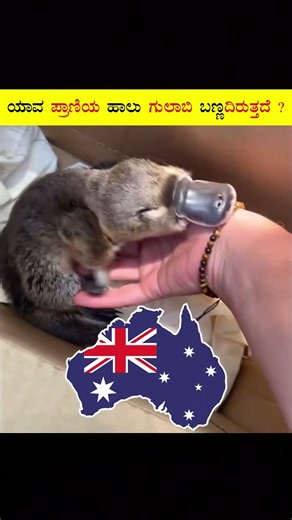 ಯಾವ ಪ್ರಾಣಿಯ ಹಾಲು ಗುಲಾಬಿ ಬಣ್ಣದಿರುತ್ತದೆ ? | Which Animal Milk Is Pink In Color ? #shorts #kannada